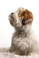 Lhasa Apso puppy