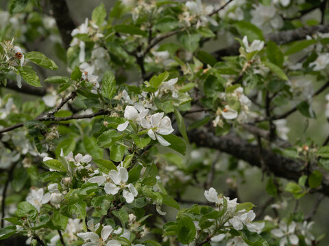 A beautiful apple tree in bloom in a green garden. Natural background. Horizontal photo.