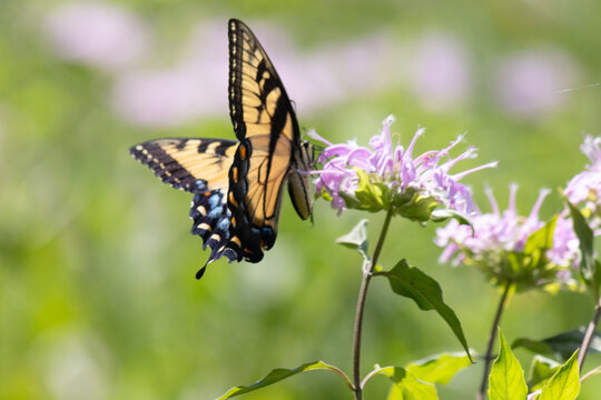 Love the picture of this eastern tiger swallowtail as it visits this flower in the meadow. This pretty butterfly has yellow wings with black stripes. This is an important pollinator.