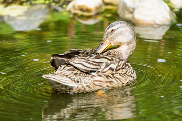 Female mallard duck on a pond