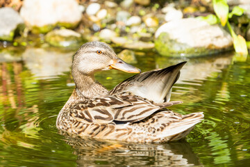 Female mallard duck on a pond