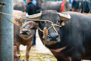 Buffalo Tied to Post By Nose, Bac Ha Market, Vietnam