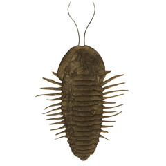 Trilobite Variant 1 Extinct Marine Arthropod Digital Art By Winters860 Isolated, Transparent Background 
