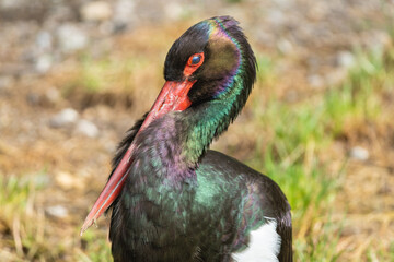 Close-up portrait of an European black stork