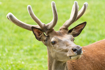 Close-up portrait of a red deer stag