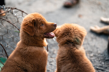 Puppies for Sale, Bac Ha Livestock Market, Vietnam