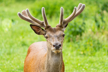 Close-up portrait of a red deer stag