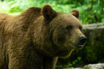 Fototapeta na wymiar Close-up portrait of a european brown bear in a forest
