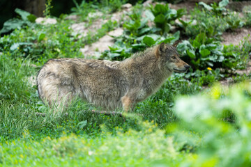 Grey timberwolf on the edge of a forest