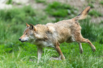 Grey timberwolf running