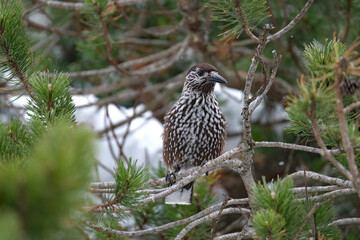 a nutcracker, nucifraga caryocatactes, perched on a mountain pine, pinus mugo, at a cold day in the national park hohe tauern in austria          