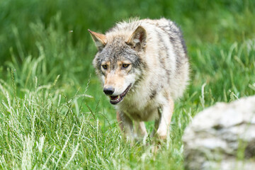 Obraz premium Grey timberwolf on the edge of a forest