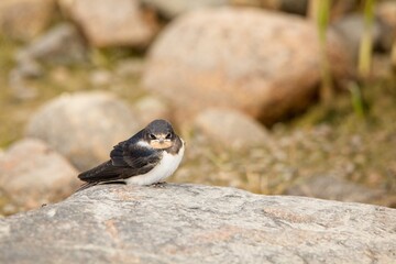 Closeup of young swallow sitting on a rock at seashore in summer.
