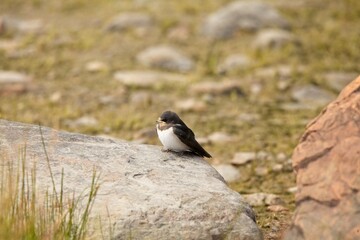 Closeup of young swallow sitting on a rock at seashore in summer.