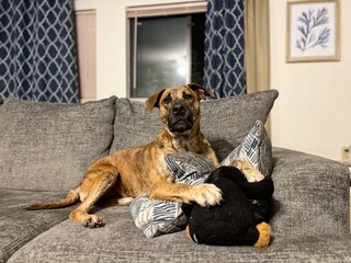 brindle dog with stuffed animal