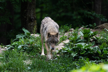 Grey timberwolf on the edge of a forest