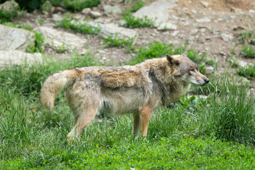 Fototapeta premium Grey timberwolf on the edge of a forest