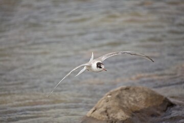 Common tern flying over sea with small waves.