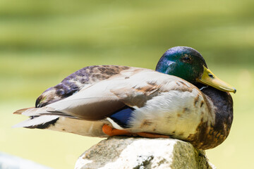 Mallard duck sitting on a rock
