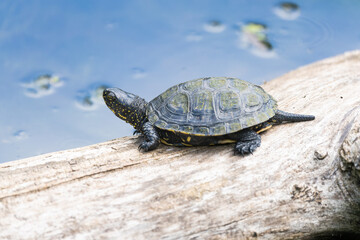 European swamp turtle sunbathing on a log