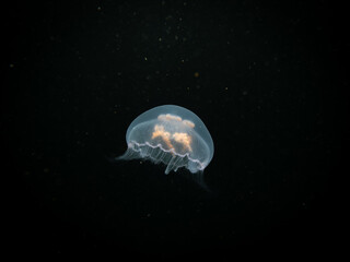 A close-up picture of a Moon jellyfish or Aurelia aurita with black seawater background. Picture from Oresund, Malmo Sweden. Cold water scuba diving