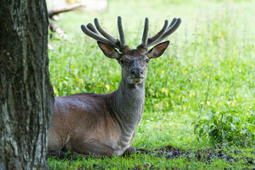 Naklejka na ściany i meble European red deer stag resting behind a tree