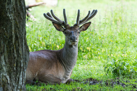 European red deer stag resting behind a tree