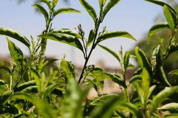 plant in the field