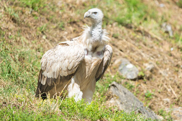 Close-up of a eurasian griffon vulture on a hill
