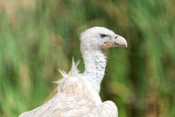Close-up of a eurasian griffon vulture on a hill