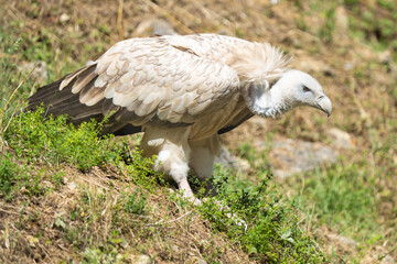 Close-up of a eurasian griffon vulture on a hill
