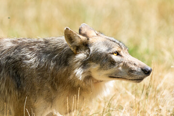 Fototapeta premium Closeup portrait of a grey timberwolf