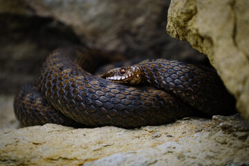 close up of a snake