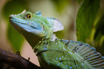 green basilisk on a branch