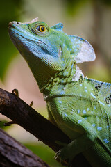 green basilisk on a tree