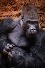 close up portrait of gorilla male