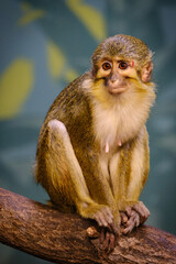japanese macaque sitting on a tree