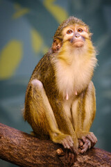 Obraz premium japanese macaque sitting on a tree