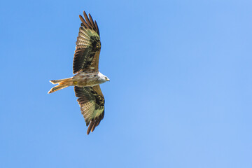 Red kite flying in front of a blue sky