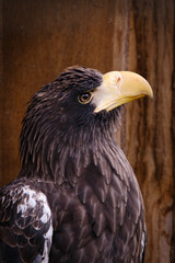 american bald eagle