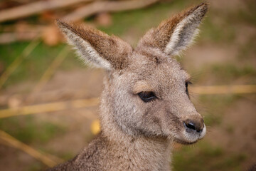 portrait of kangaroo in the wild