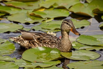 Closeup of mallard on water surface with water lilies in summer on lake of Storträsk, Sipoonkorpi National Park, Finland.