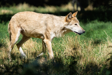 Young grey timberwolf on the edge of a forest