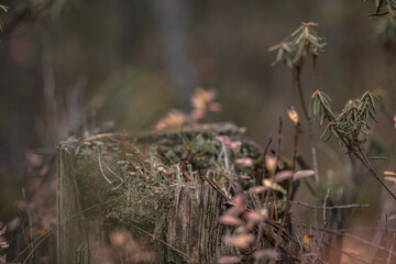 A group of green small mushrooms on a moss-covered stump in the forest. Autumn forest background. Selective focus