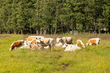 Fototapeta na wymiar Cows resting and grazing in field in summer, Dåvitsin laidun, Kirkkonummi, Finland.
