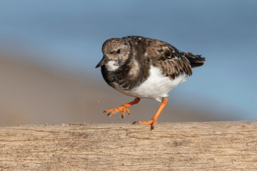 Turnstone