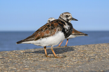 Turnstone