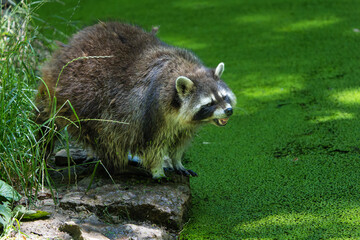 Raccoon on the edge of a lake