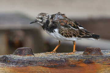 Turnstone