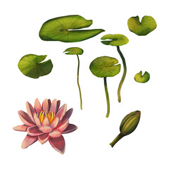 Set with pink water flower. Watercolor illustration with a lotus and round leaves for a pond. Japanese lotus flower. The illustration is suitable for the design of postcards, packages. invitations.